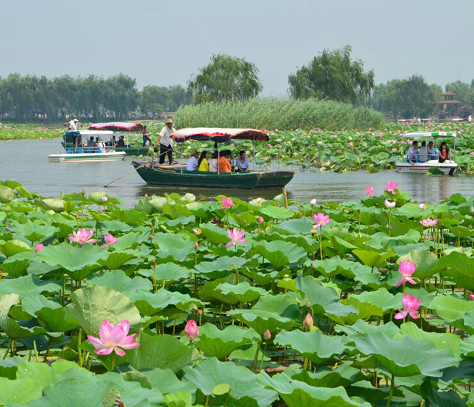 5A级荷花大观园